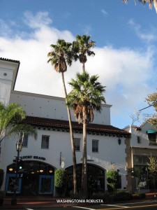 Washingtonia robusta